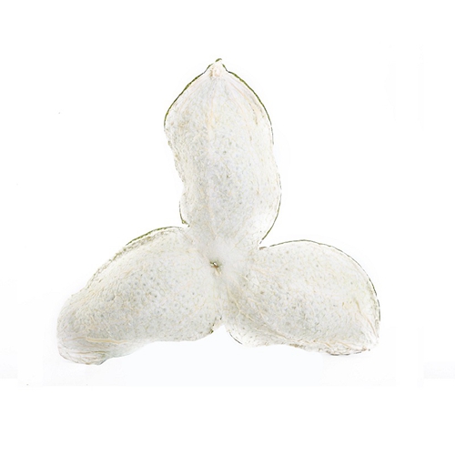 惠州怎么泡新会香蕉网在线视频厂家