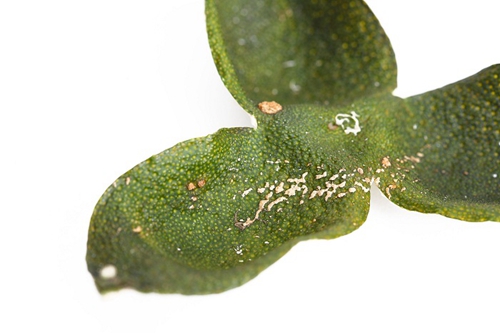 云浮特级柠檬红茶厂家